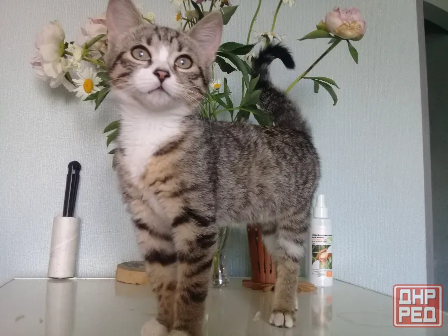 Котенок девочка - кошка Макеевка - изображение 2