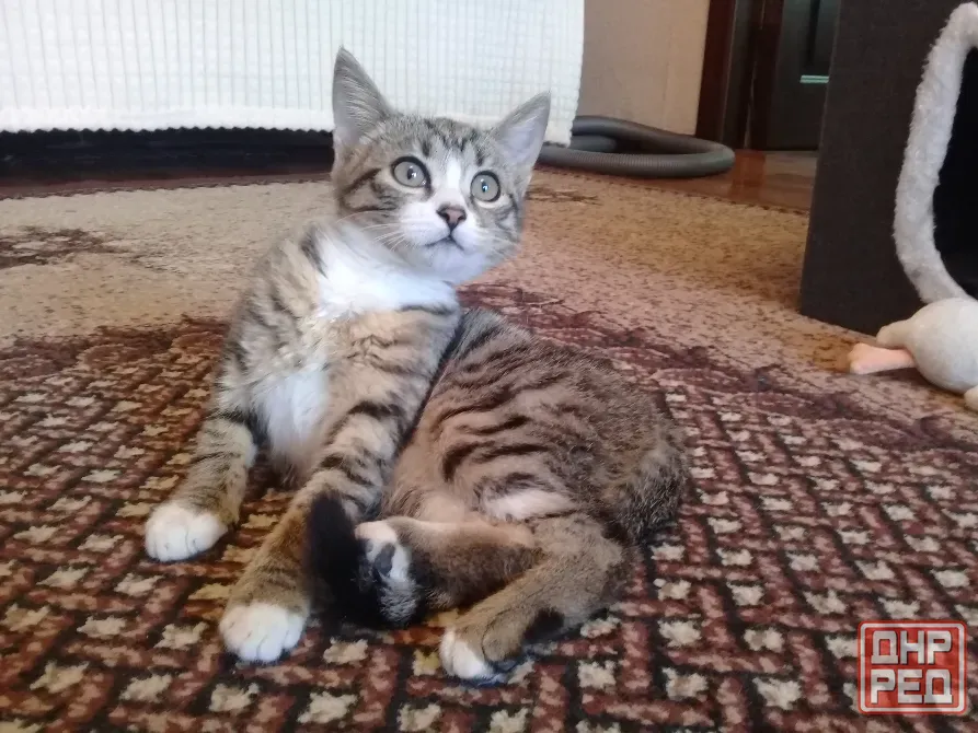 Котенок девочка - кошка Макеевка - изображение 1