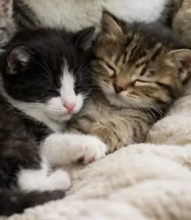 Котята Донецк