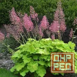 Гейхера фисташ Донецк - изображение 5