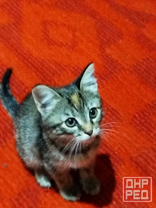 Кошка в добрые руки Макеевка - изображение 1