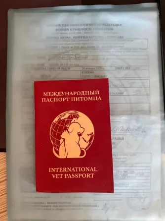 продам щенка бультерьера Донецк