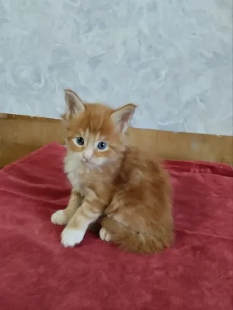 Молодая кошечка Донецк