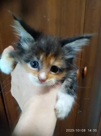 Молодая кошечка Донецк