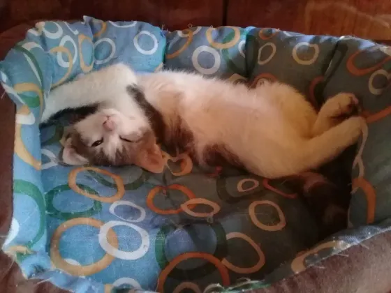 Котенок Мальчик - Кот Макеевка