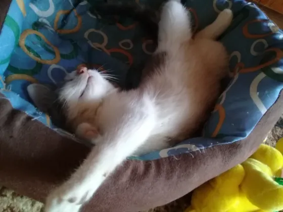 Котенок Мальчик - Кот Макеевка