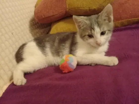 Котенок Мальчик - Кот Макеевка
