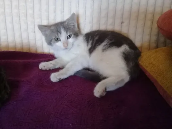 Котенок Мальчик - Кот Макеевка