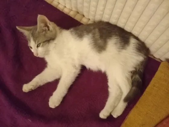 Котенок Мальчик - Кот Макеевка
