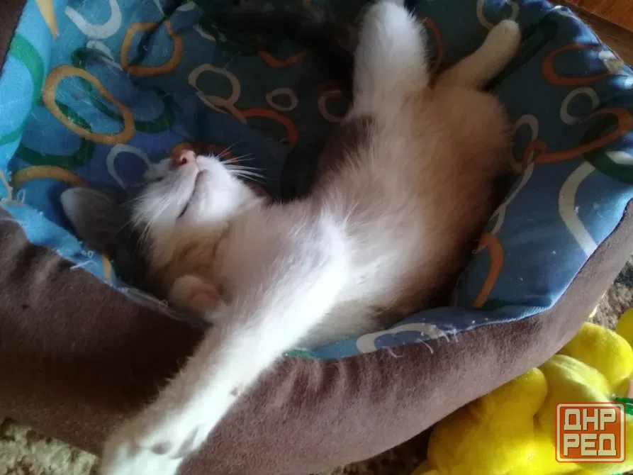 Котенок Мальчик - Кот Макеевка - изображение 4