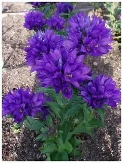 Колокольчик скученый Донецк