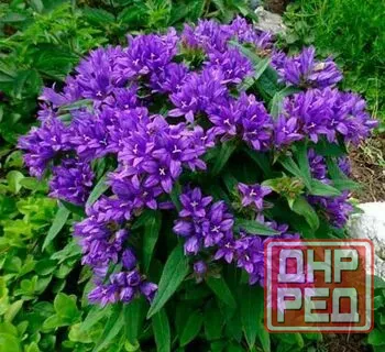Колокольчик скученый Донецк - изображение 5