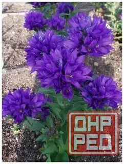 Колокольчик скученый Донецк - изображение 4