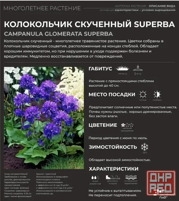 Колокольчик скученый Донецк - изображение 8