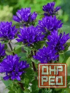 Колокольчик скученый Донецк - изображение 3