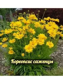 Капреопсис крупноцветковый Донецк
