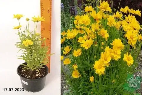 Капреопсис крупноцветковый Донецк