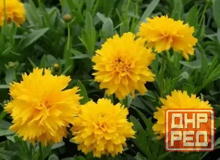 Капреопсис крупноцветковый Донецк - изображение 5
