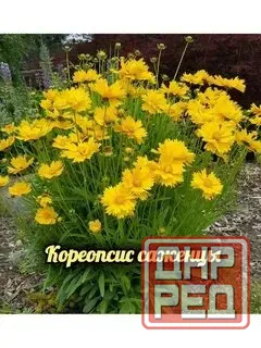 Капреопсис крупноцветковый Донецк - изображение 6