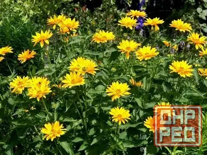 Капреопсис крупноцветковый Донецк - изображение 2