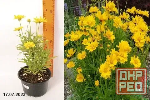 Капреопсис крупноцветковый Донецк - изображение 1
