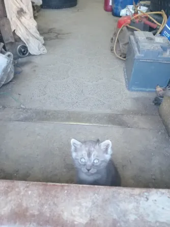 Отдам котят в добрые руки Донецк