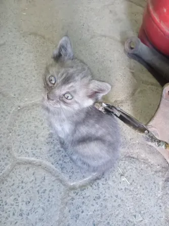 Отдам котят в добрые руки Донецк