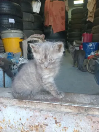 Отдам котят в добрые руки Донецк