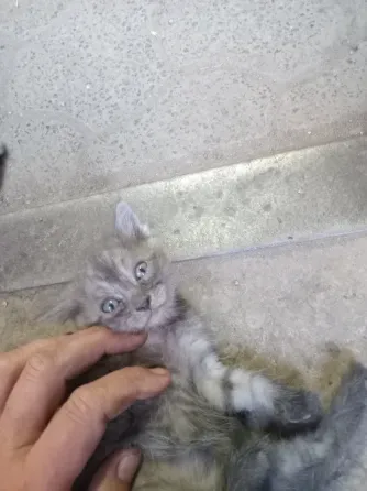 Отдам котят в добрые руки Донецк