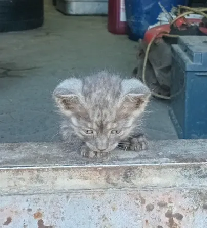 Отдам котят в добрые руки Донецк