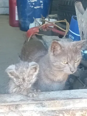 Отдам котят в добрые руки Донецк