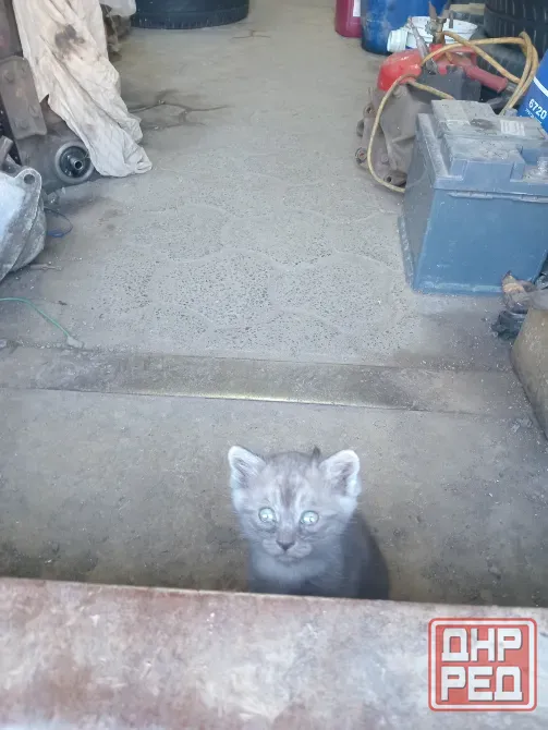 Отдам котят в добрые руки Донецк - изображение 4