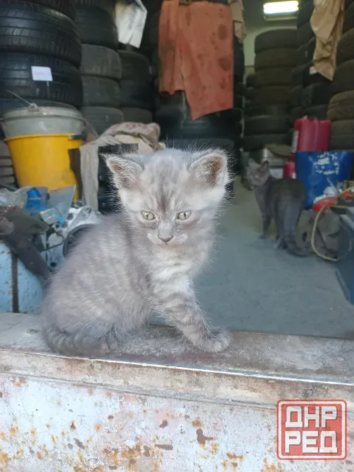 Отдам котят в добрые руки Донецк - изображение 2