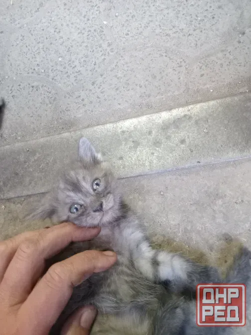 Отдам котят в добрые руки Донецк - изображение 5