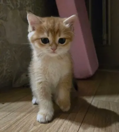 Продам котят Макеевка