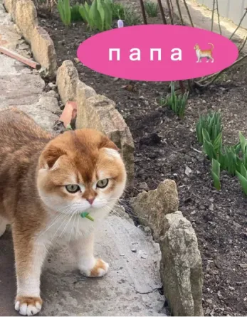 Продам котят Макеевка