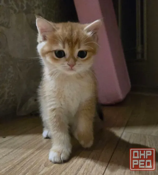 Продам котят Макеевка - изображение 3