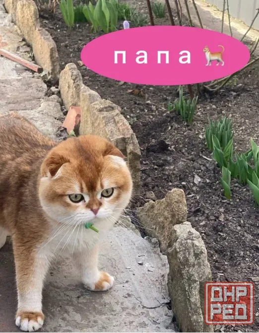 Продам котят Макеевка - изображение 2