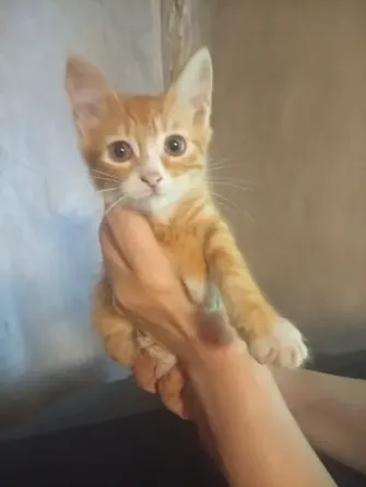 Котенок в добрые руки Донецк