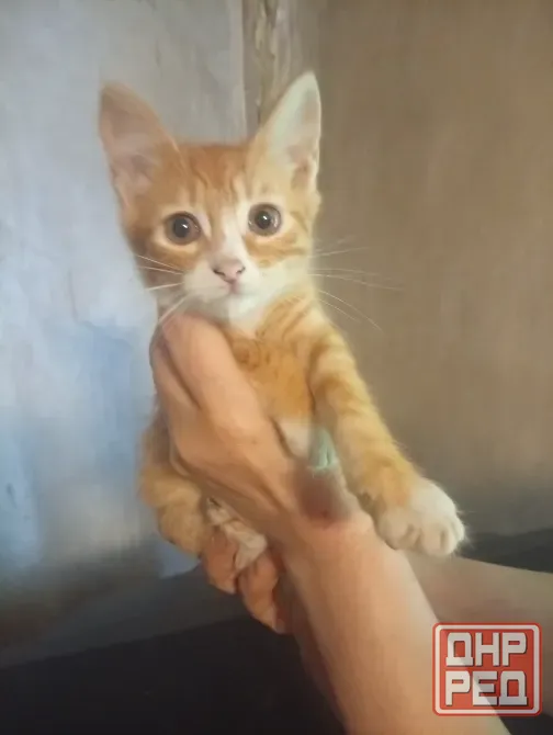 Котенок в добрые руки Донецк - изображение 1