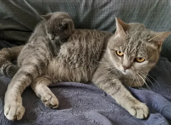 Шотландский котёнок Донецк