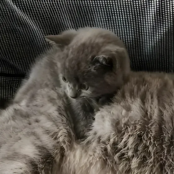 Шотландский котёнок Донецк