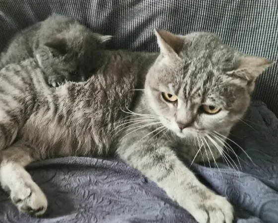 Шотландский котёнок Донецк