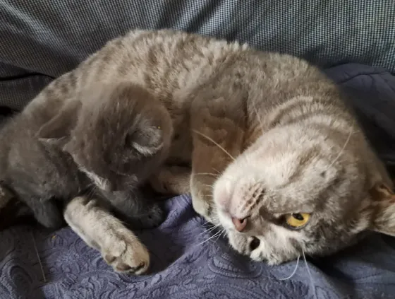 Шотландский котёнок Донецк