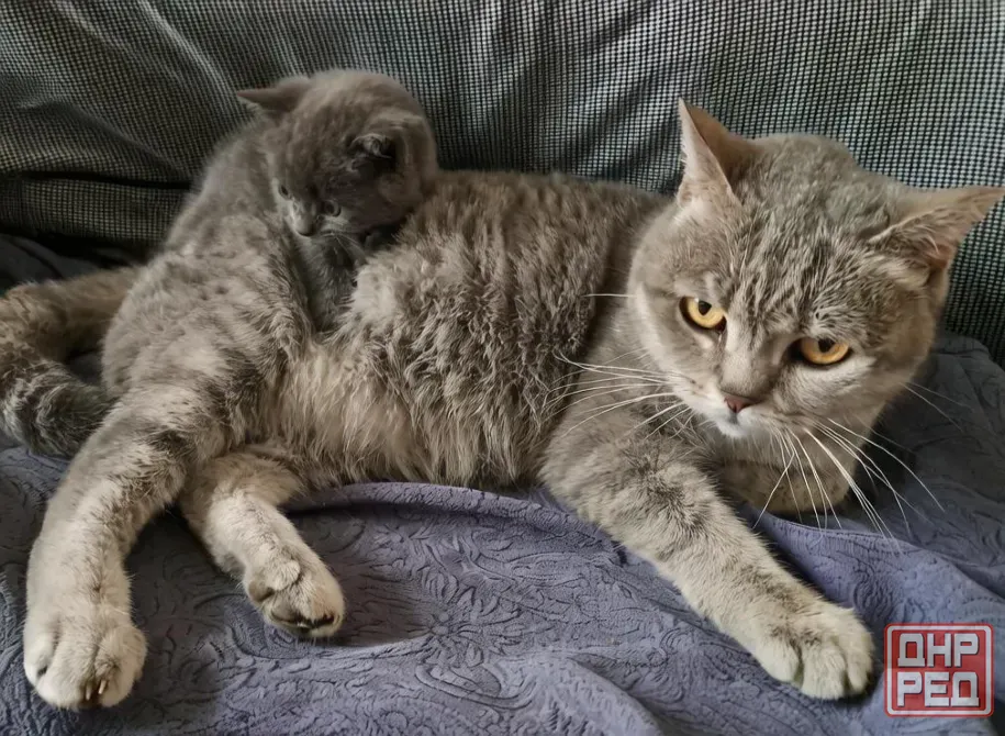Шотландский котёнок Донецк - изображение 3