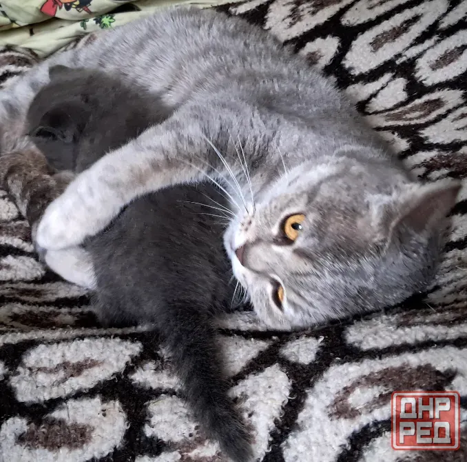 Шотландский котёнок Донецк - изображение 4