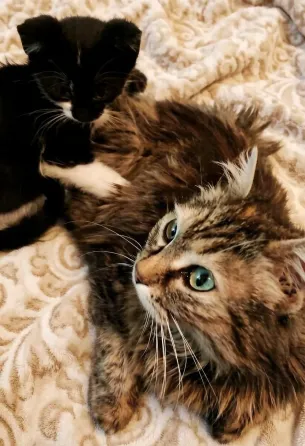 Норвежский котенок Донецк