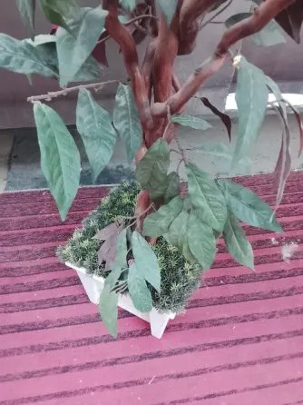 Дерево декоративное Донецк