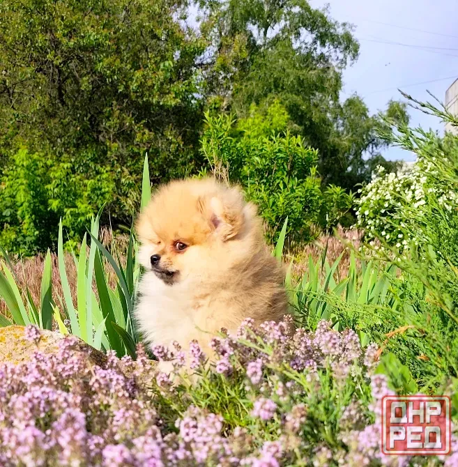 Померанский шпиц Донецк - изображение 2