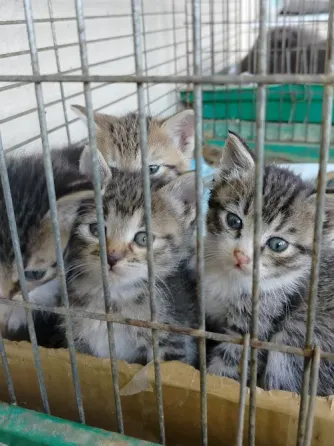 Отдам котят в хорошие руки Донецк